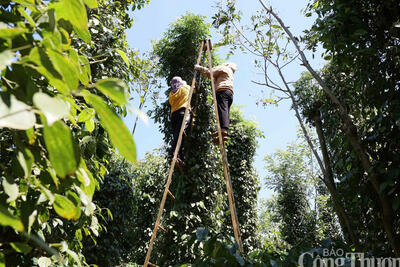 <a href="/thong-tin-thi-truong" title="Thông tin thị trường" rel="dofollow">Thông tin thị trường</a>