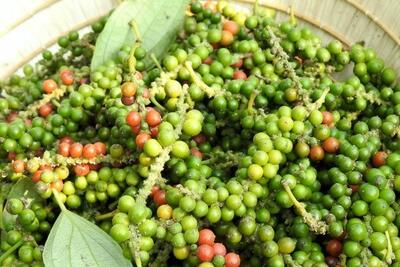 <a href="/thong-tin-thi-truong" title="Thông tin thị trường" rel="dofollow">Thông tin thị trường</a>