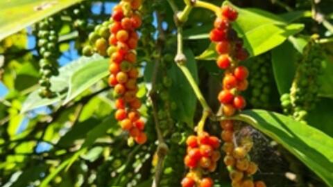 Hồ tiêu lập đỉnh giá, nông dân Gia Lai phấn khởi vào vụ thu hoạch