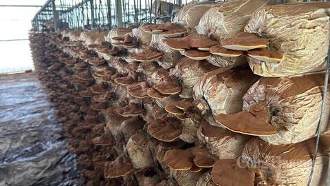 Đắk Lắk: Hỗ trợ 2 tỷ đồng hỗ trợ doanh nghiệp nhỏ và vừa phát triển