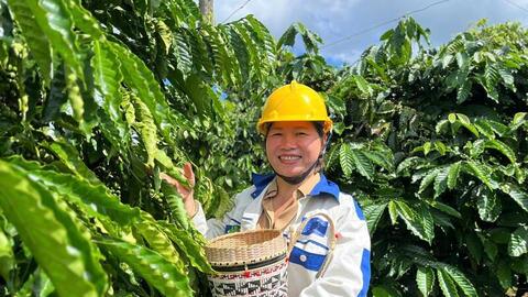 Giá cà phê hôm nay 16/5/2026: Rớt giá hơn 1.000 đồng/kg