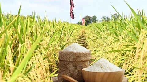 Giá lúa gạo hôm nay ngày 9/6/2026: Gạo xuất khẩu đảo chiều giảm nhẹ