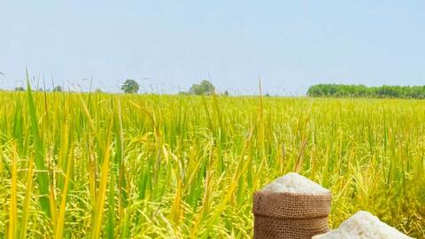 Giá lúa gạo hôm nay ngày 16/6/2026: Gạo xuất khẩu đảo chiều tăng
