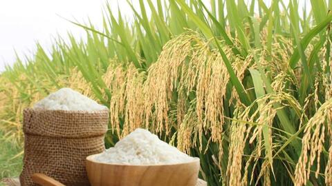 Giá lúa gạo hôm nay ngày 19/6/2026: Lúa tươi đồng loạt giảm