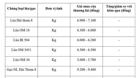 Giá lúa gạo hôm nay ngày 15/7/2026: Gạo nguyên liệu xuất khẩu tăng nhẹ