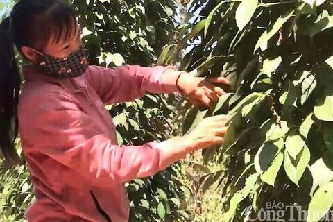 Giá tiêu hôm nay 23/11/2025: Tăng thêm 500 đồng/kg