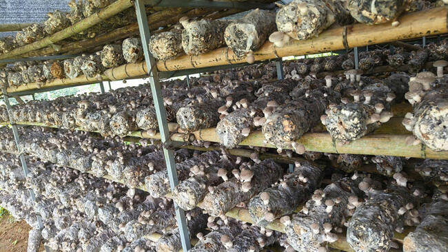 Cao Bằng: Đưa sản phẩm OCOP tiếp cận thị trường lớn hơn