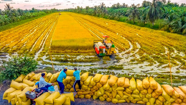 Dòng chảy tín dụng – Bệ phóng nâng tầm kinh tế “vựa lúa” An Giang