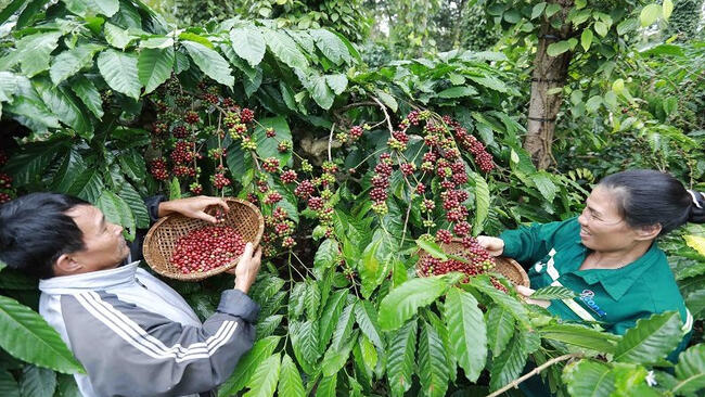 Xuất khẩu cà phê tăng lượng, giảm giá trị do giá thế giới đi xuống