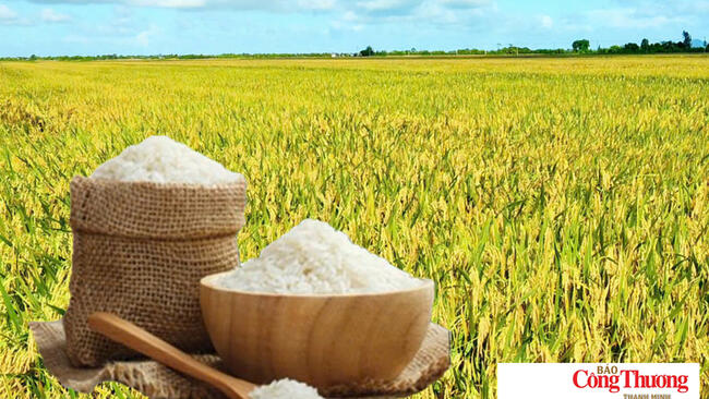 Giá lúa gạo hôm nay ngày 7/10/2026: Gạo Đài thơm tăng 500 đồng/kg