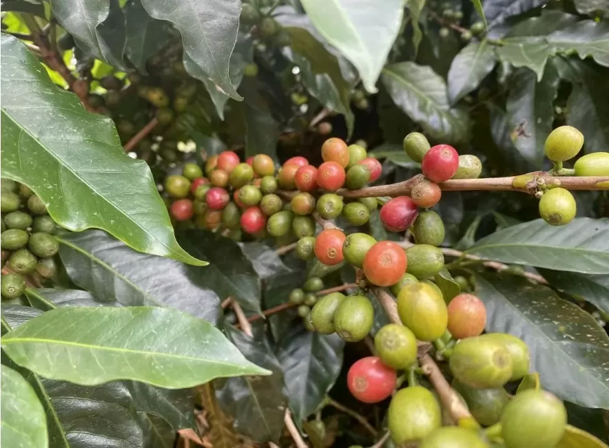 Giá cà phê Robusta giảm về dưới mốc 4.900 USD/tấn Giá cà phê Robusta giảm về dưới mốc 4.900 USD/tấn