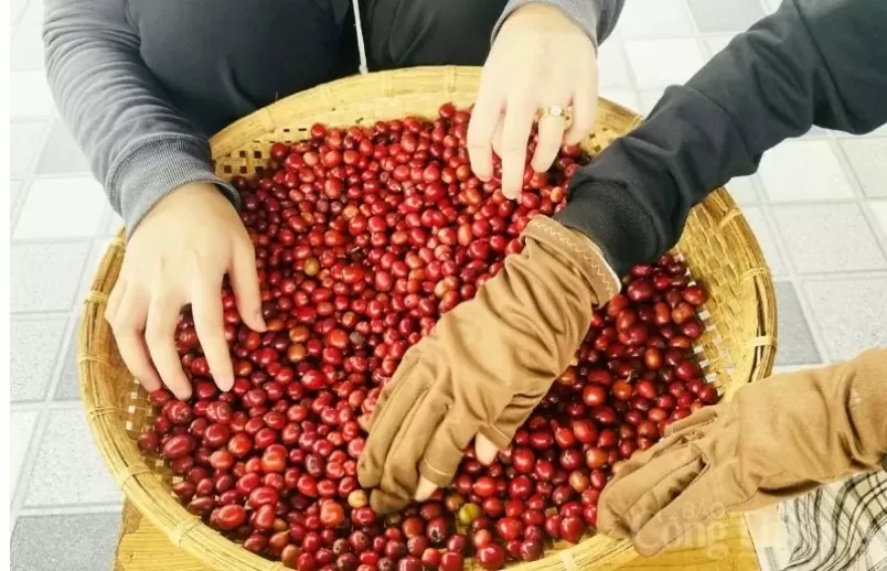 Giá cà phê Arabica tăng mạnh 2,48%, lên 8.260 USD/tấn Giá cà phê Arabica tăng mạnh 2,48%, lên 8.260 USD/tấn
