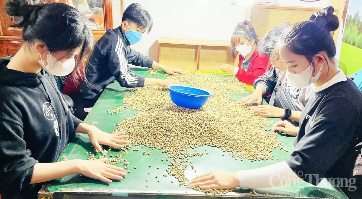 Giá cà phê hôm nay 26/5/2025, thị trường Giá cà phê hôm nay 26/5/2025, trong nước cao nhất 122.500 đồng/kg