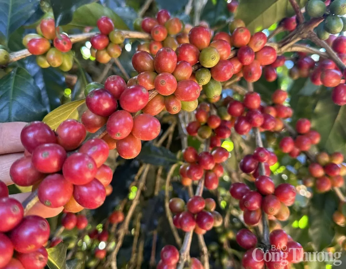 Giá cà phê hôm nay 26/5/2025, trong nước cao nhất 122.500 đồng/kg Giá cà phê hôm nay 26/5/2025, thị trường