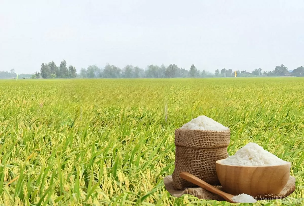 Giá lúa gạo hôm nay ngày 30/5: Thị trường lặng sóng Giá lúa gạo hôm nay ngày 30/5: Thị trường lặng sóng