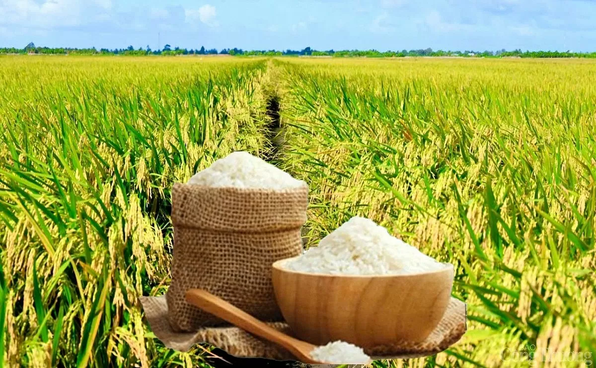 Giá lúa gạo hôm nay ngày 5/6: Lúa quay đầu tăng mạnh Giá lúa gạo hôm nay ngày 5/6: Lúa quay đầu tăng mạnh