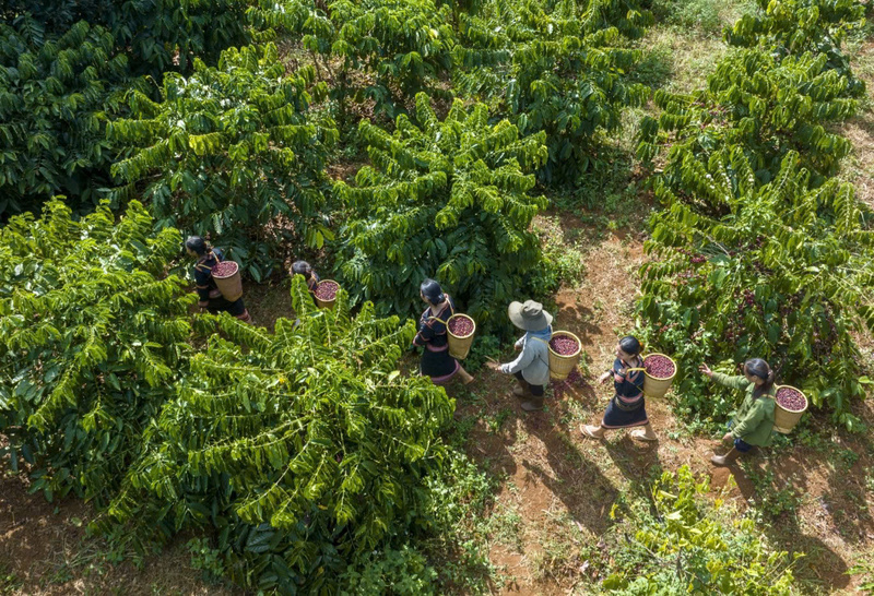 Nông trại cà phê hữu cơ của L’amant Café. Ảnh: Vĩnh Hiệp