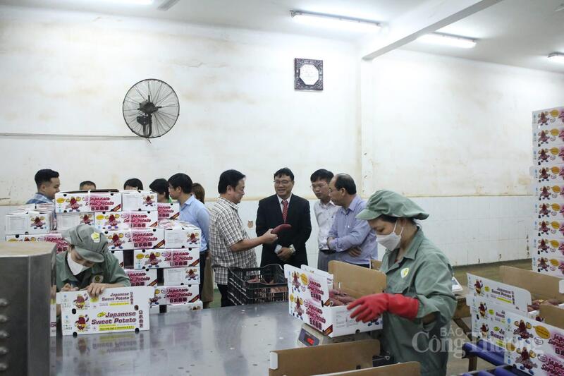 Quy trình đóng gói, nhận diện thương hiệu tại Công ty Viên Sơn. Ảnh: Minh An