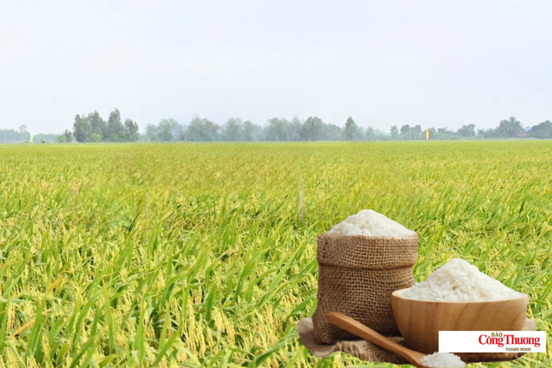Giá lúa gạo hôm nay ngày 15/7: Gạo nguyên liệu xuất khẩu tăng nhẹ, lúa tươi vững giá.