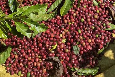 <a href="/thong-tin-thi-truong" title="Thông tin thị trường" rel="dofollow">Thông tin thị trường</a>