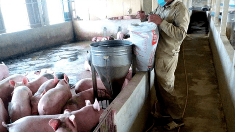 Giá thức ăn chăn nuôi tăng cao, người nuôi lỗ nặng