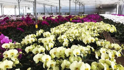 3 triệu cành lan hồ điệp Đà Lạt phục vụ thị trường Tết