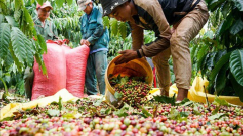 Tháng 1, xuất khẩu cà phê tăng gấp 2 lần