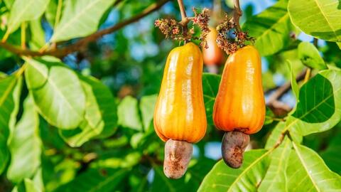Vì sao Việt Nam chi tới 1 tỷ USD để nhập khẩu từ Campuchia mặt hàng mà nước ta xuất khẩu top 1 thế giới?