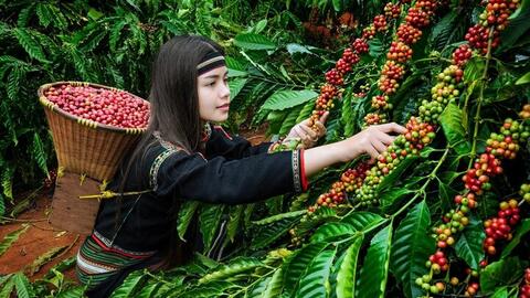 Diễn biến lạ trên thị trường cà phê xuất khẩu Việt Nam: Chuyên gia lý giải gì?