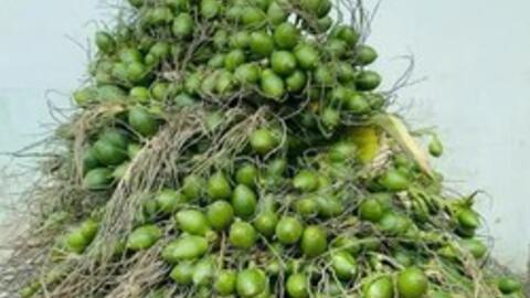 Xuất khẩu cau của Việt Nam tăng mạnh