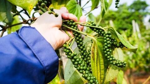 Xuất khẩu hồ tiêu: Việt Nam có tận dụng được cơ hội vàng ?