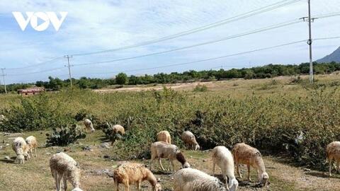 Người nuôi dê, cừu ở Ninh Thuận khổ với giá cả bấp bênh