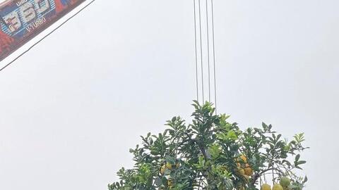 Cho thuê đào, bưởi chơi Tết, nhà vườn giảm nửa giá thuê để ‘hút’ khách