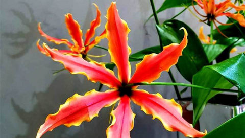 Loài hoa nhập khẩu để chơi Tết có giá 35-40 nghìn/cành nhưng thực ra lại mọc dại nhiều ở Việt Nam