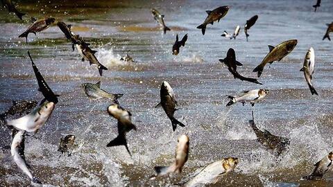 Doanh nghiệp Việt Nam đang quay về thị trường EU sau thập kỷ "rời bỏ": Giá trị xuất cá tra 2 tháng đầu năm tăng mạnh nhất với hơn 40%, đạt 20 triệu USD