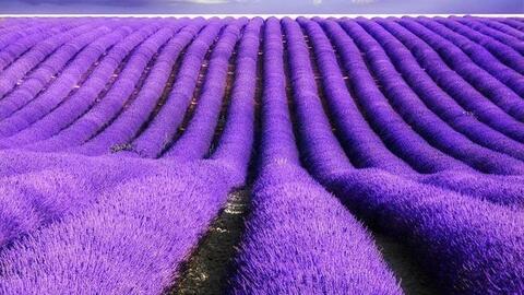 Nhóm FLC "trần cứng", cổ phiếu chứng khoán bứt phá, VN-Index tăng hơn 10 điểm vượt ngưỡng 1.525