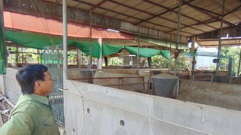 Lỗ, bỏ chuồng vì giá thức ăn chăn nuôi tăng liên tục