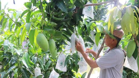 Trái cây được mùa, mất giá