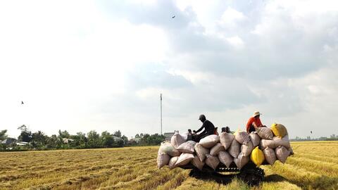 Qua cơn sốt, giá gạo Việt Nam vẫn cao