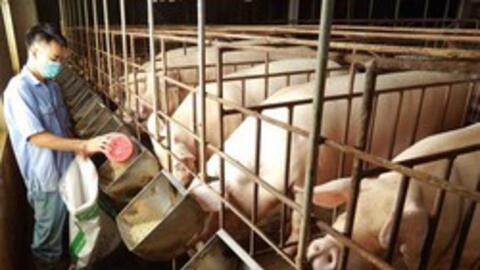 Giá lợn hơi giảm mạnh