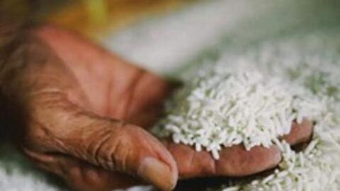 Ấn Độ xem xét giảm giá sàn xuất khẩu gạo basmati