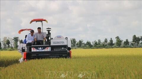 Giá lúa Thu Đông cao kỷ lục