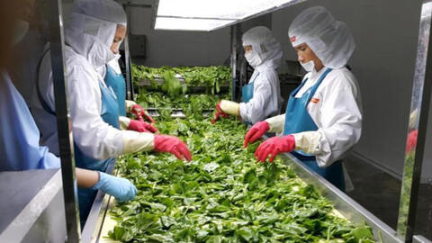 Rau quả dự kiến mang về hơn 5,6 tỷ USD xuất khẩu