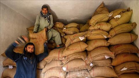 Giá gạo xuất khẩu của Ấn Độ tăng lên mức cao nhất trong hơn 2 tháng