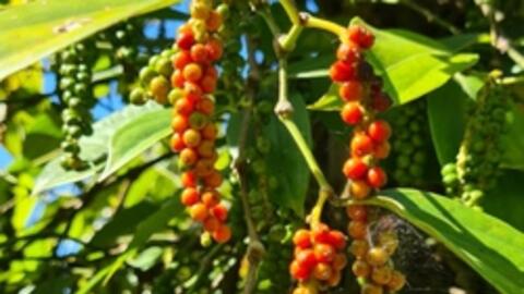 Hồ tiêu lập đỉnh giá, nông dân Gia Lai phấn khởi vào vụ thu hoạch