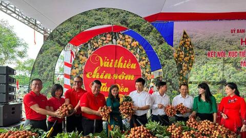 Central Retail dự kiến tiêu thụ 300 tấn vải, tiếp tục đưa vải thiều Bắc Giang sang thị trường Thái Lan