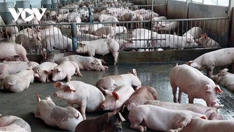 Giá heo hơi ở Đồng Nai đạt mức cao nhất từ trước tới nay