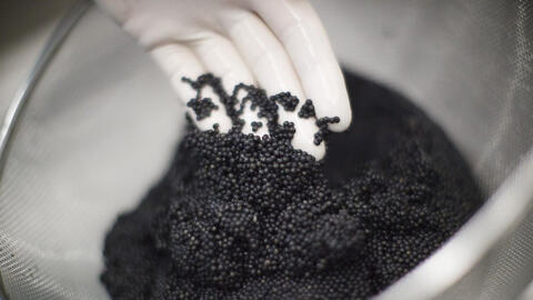 Một kho vàng mới nổi của Việt Nam được cả thế giới săn lùng, ngon không kém hàng Nhật: xuất khẩu tăng khủng hơn 3.000%, giá gần nửa triệu/kg vẫn cháy hàng