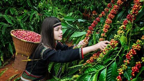 Diễn biến lạ trên thị trường cà phê xuất khẩu Việt Nam: Chuyên gia lý giải gì?