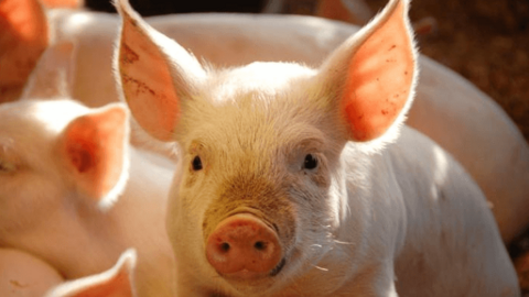 Giá heo hơi hôm nay 30/6/2025: Giảm nhẹ tại miền Trung, miền Nam